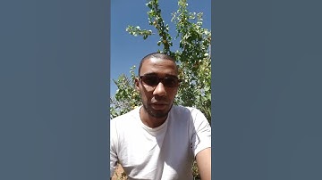 سورة الكوثر برواية ورش عن نافع بصوت القارئ كمال ال مروش