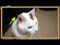 【ゲゲゲの鬼太郎か?】猫のキクちゃんにアンテナが生えました。とぼける猫が可愛い❤️☆An antenna has grown on Kiku-chan, a cat.