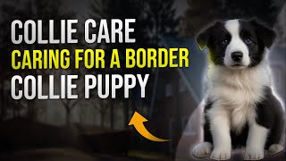 Collie Care Caring for a Border Collie Puppy