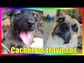 Los cachorros ms traviesos e inteligentes