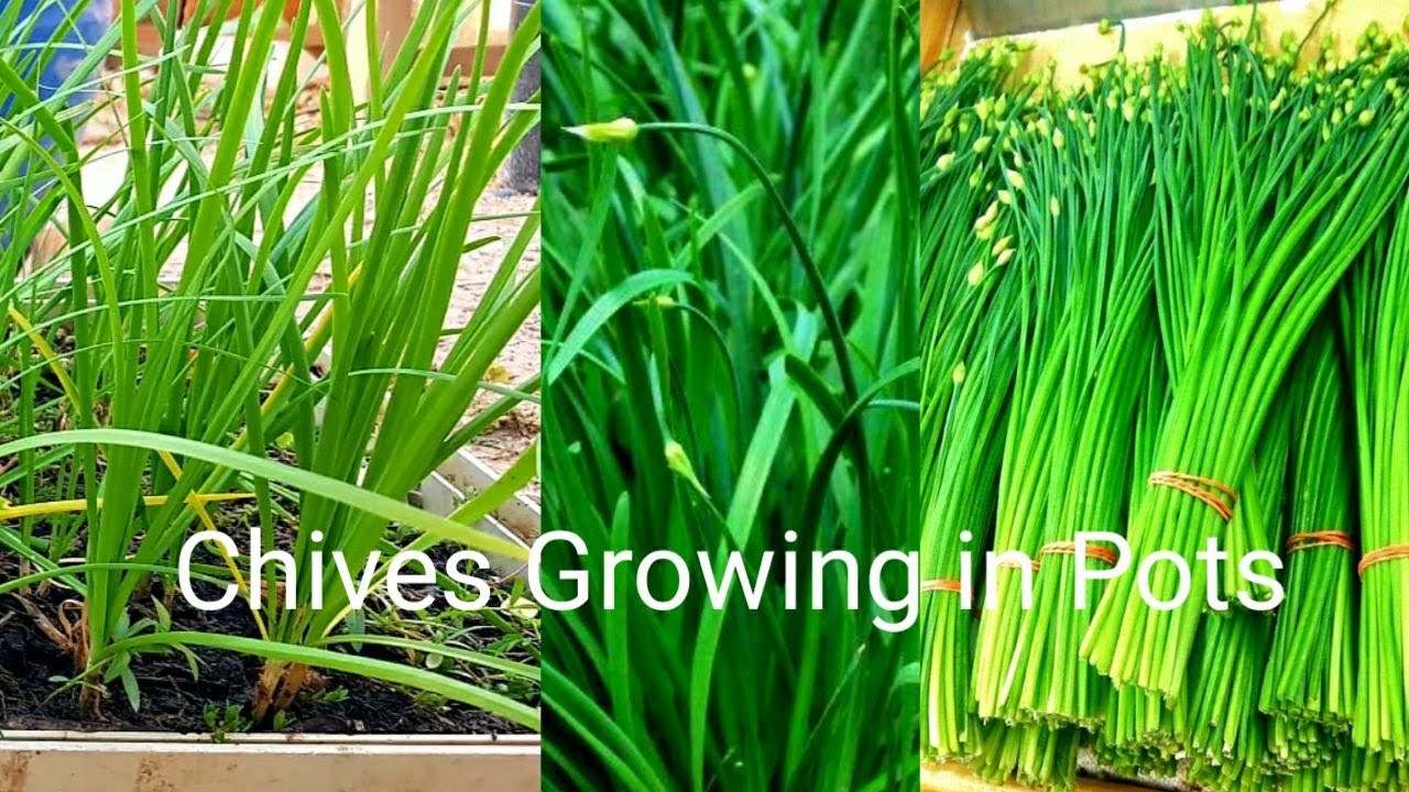Easy Growing Chives Flower in Pots |Chives Harvest Many Time | Chinese ...