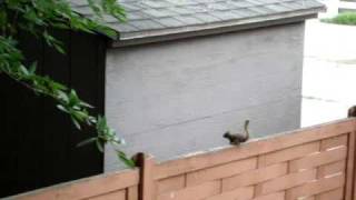 Squirrel Fail
