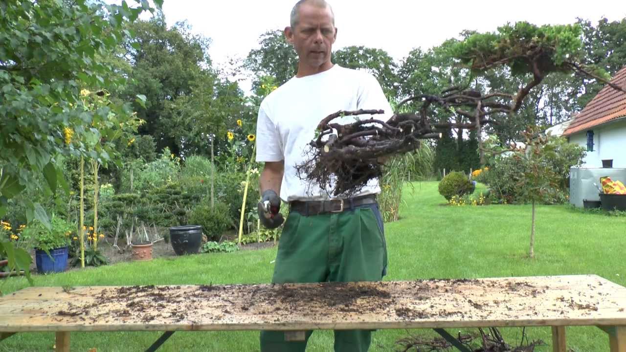 Bonsai Jamadori Erstgestaltung Juniperus Teil 2 von 3 !