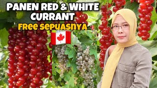 Panen Berries Di Canada 🇨🇦 || Free Metik Sampai Puas || Manis Asem Red & White Currant