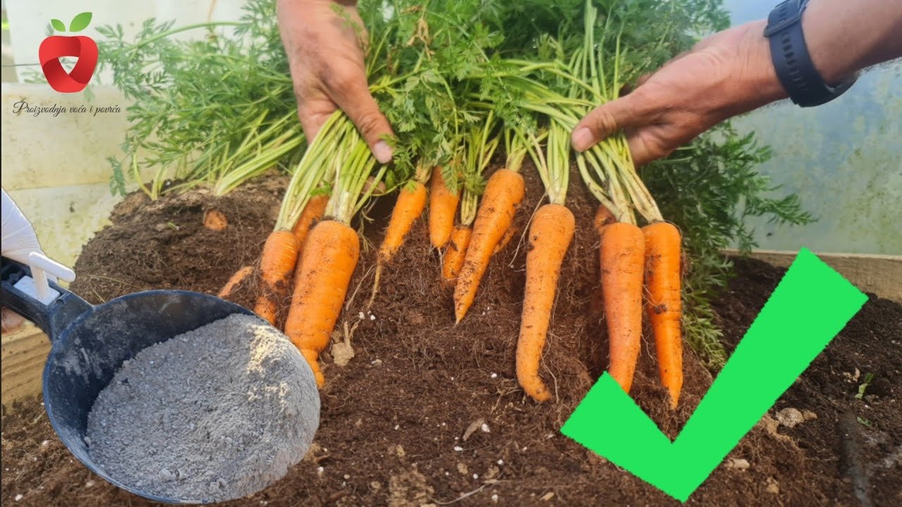 Сейте морковь именно так! Как получить обильный урожай?