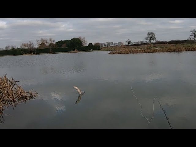 Father v Son Xmas fly fishing comp at Ellerdine Lakes 