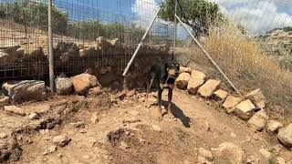 The Reality of Chained Dogs 💔 He Started Fighting at the Shelter - Takis Shelter