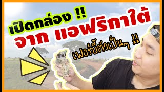 เปิดกล่อง Bushbaby เฟอร์บี้ตัวเป็นๆ !!!! จากแอฟริกาใต้ Minizoo cafe EP.1