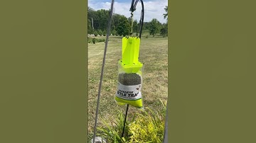 Japanese Beetle Trap is Working!   #gardening #japanesebeetles #fypyoutube #gross #fypviral #chicken