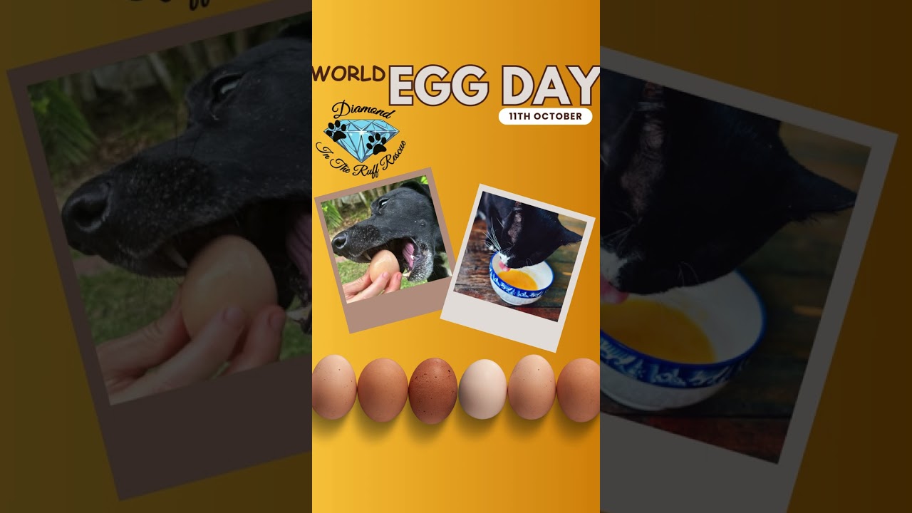 ❤️ 🐾 𝗪𝐎𝐑𝐋𝐃 𝐄𝐆𝐆 𝐃𝐀𝐘 🐾 ❤️