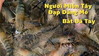 Người Miền Tây Đạp Đăng Mé Mùa Này Bắt Tôm Cá Thấy Mà Ham | Cù Lao Dung Vlogs #945