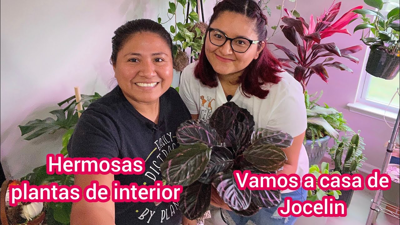 Visitando a una suscriptora Mira que Hermosas Plantas de interior