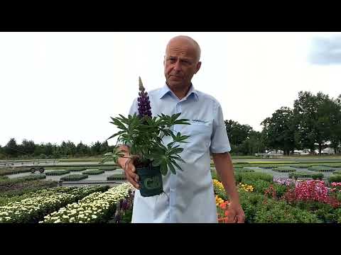 Lupinus Lupini