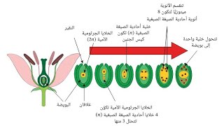 التكاثر في النبات | تكوين الأمشاج + التلقيح والإخصاب