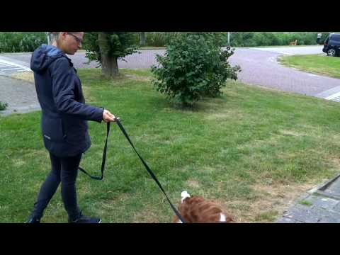 Video: Hoe Om 'n Hond In Te Spuit