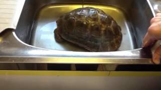 Crucial Christo Timmy Has A Bath