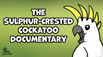 The sulphur-crested cockatoo documentary