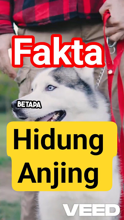 Rahasia Superpower Anjing! Indra Penciumannya 40 Kali Lebih Tajam dari Manusia! 🐶👃