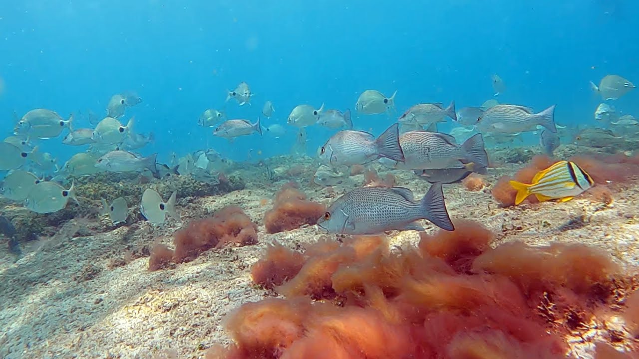 Snorkeling Coral Cove Park, Jupiter Florida YouTube