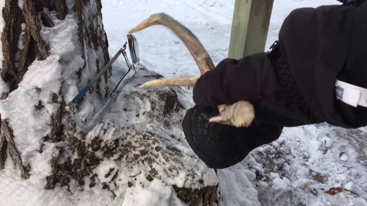 How To Make Deer Antler Slingshot 3 Steps YouTube