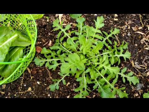 Wie Harvest Arugula