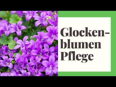 Video: Glockenblume