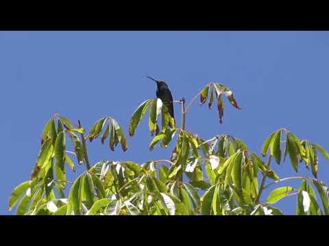 Video: ¿Qué es un árbol Toborochi? Aprende sobre el cultivo del árbol Toborichi