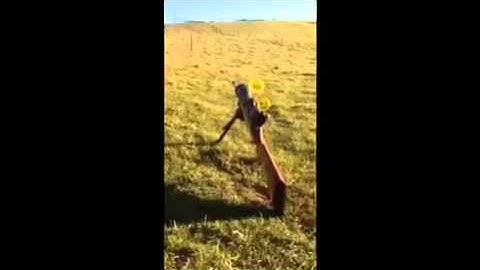 firebird target review