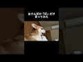 【犬】おさんぽの「ぽ」#くきたん #コーギー #shorts