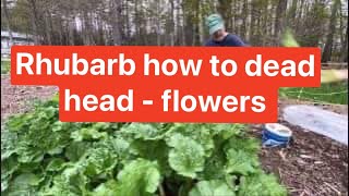 May 12, 2024 #garden #rhubard how to dead head #flowers #chitchat