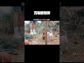 真的是万物皆有灵啊!!!#嗨放派第3季 #鹅滴神片