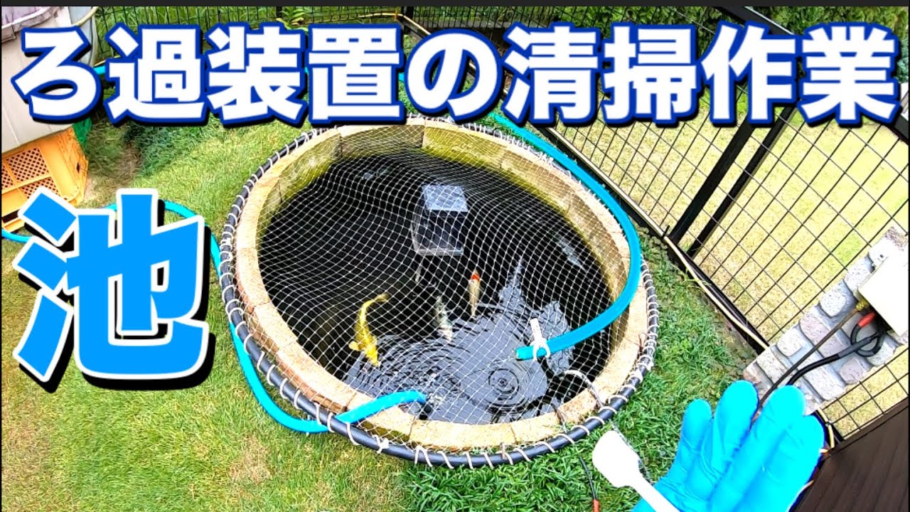 錦鯉 大型 水槽？ 生け簀？ 池？ 現在使用中 ろ過装置とSET丸ごと 