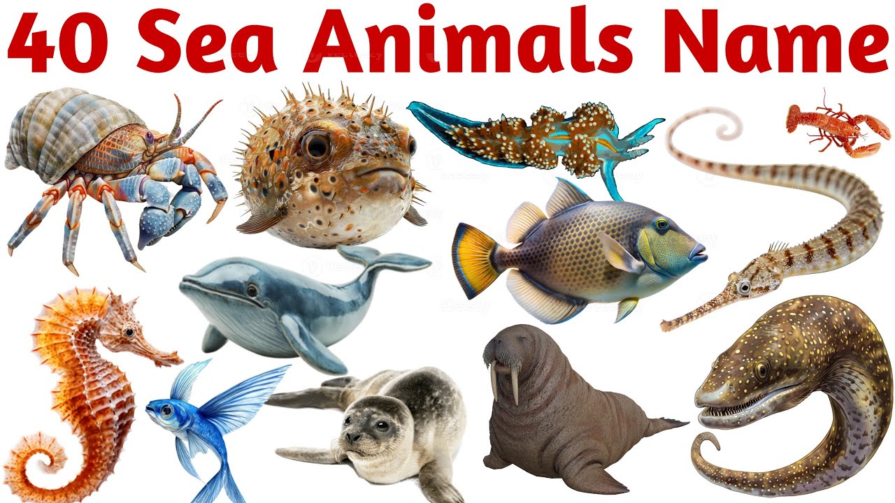40 Sea Animals Name for Kids | Learn Ocean Animals in English with Pictures and Sounds for Children