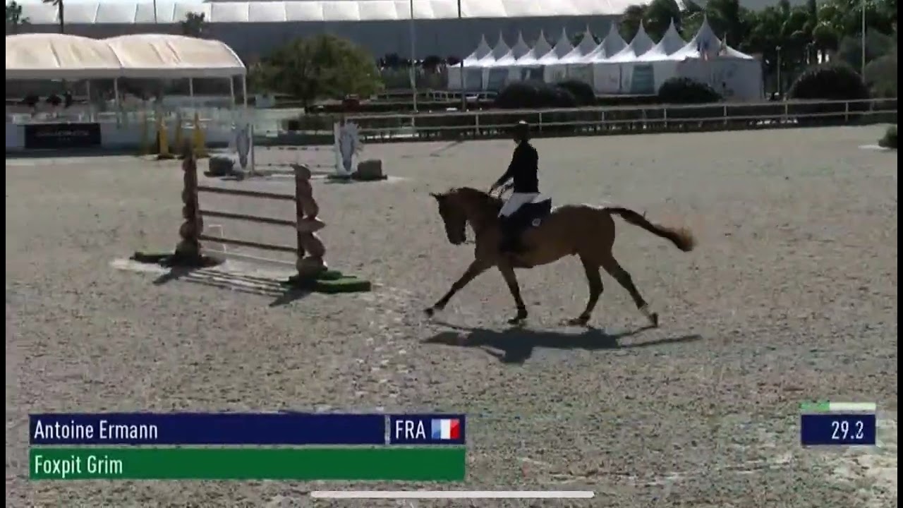 Foxpit Grim - MET Oliva - Silver Tour 1.35m