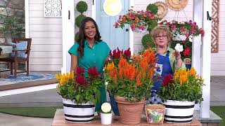 Girl Next Door 6-Piece Flamma Celosia Live Plants on QVC