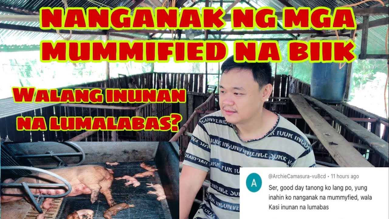 Bakit Walang mga inunan ang lumabas pagkatapos manganak ng mga mummified na biik | Ryan Patenio