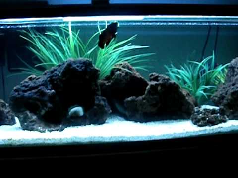 60 Gallon Fresh Water Cichlid Tank - YouTube 60 Gallon Fresh Water Cichlid Tank - YouTube