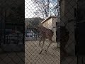 キリンの蹄の音!! #アミメキリン#池田動物園#shorts