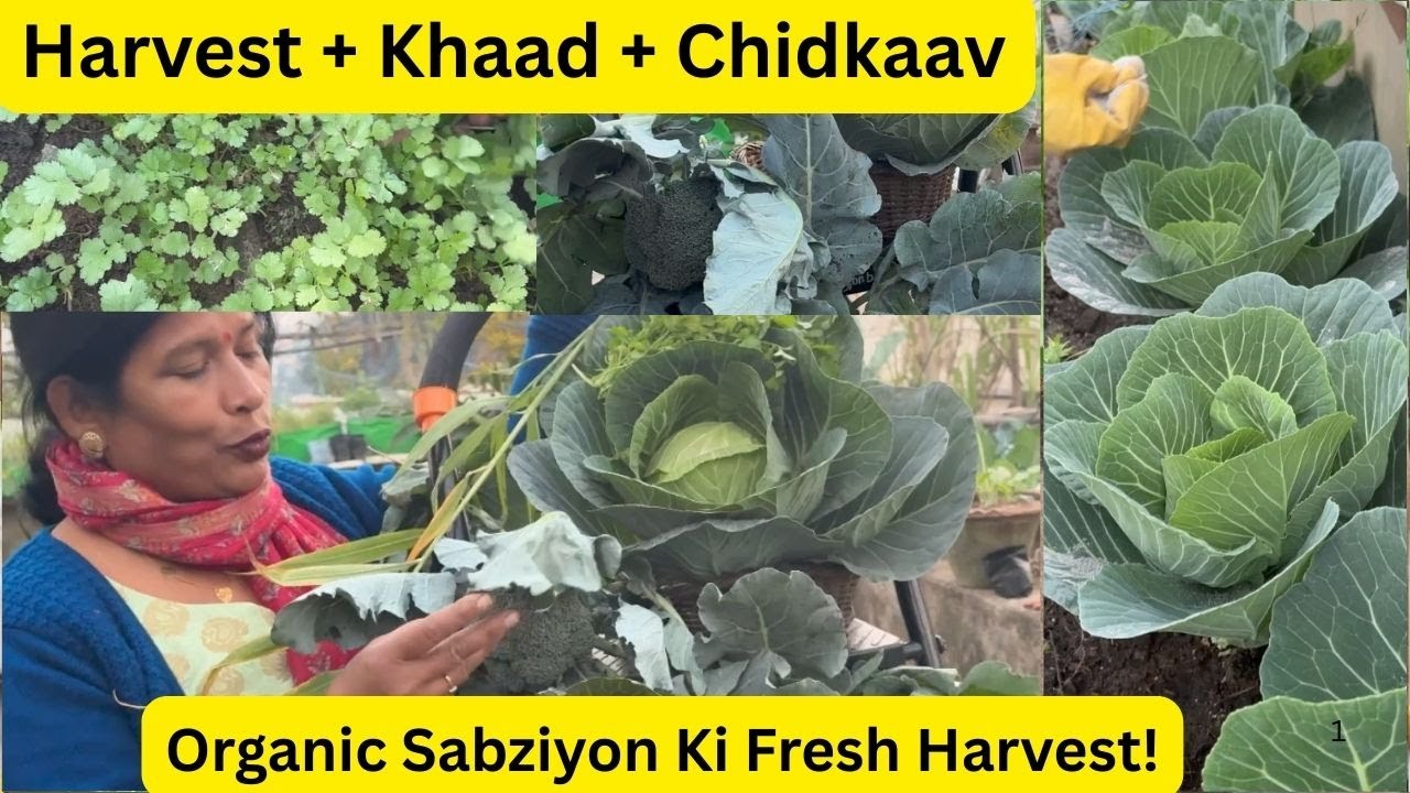 Organic Sabziyon Ki Harvesting|Keet-Mukt Pattagobhi Organic Chidkaav|Dhaniya Growth Khaad