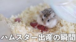 スタハムtvとうちのハムスター Youtube