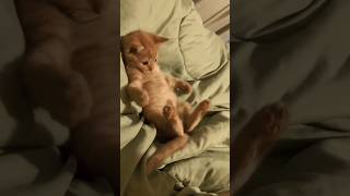 look at this cute kitty playing with its tail ?cutecat kitten video kittycat playyoutubeshorts