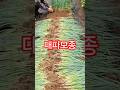 대파 굵게키우기#주말농장#대파모종이식