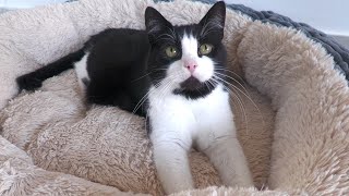 Kneading Purring Cat (ASMR)