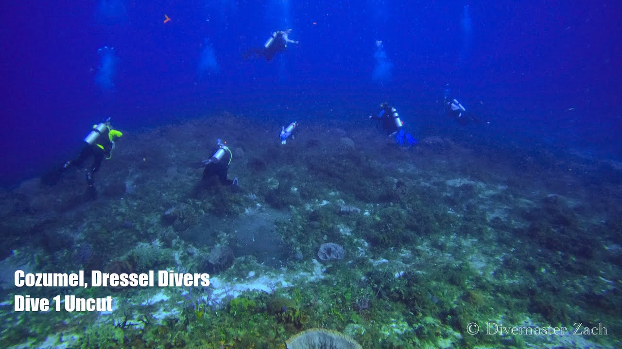 Cozumel December 2022 Dive 1 Uncut Dressel Divers YouTube