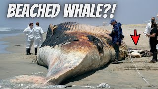 I Found A HUGE WHALE On The Beach!!!