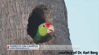 UTRGV's Effort to Protect the Red-crowned Parrot