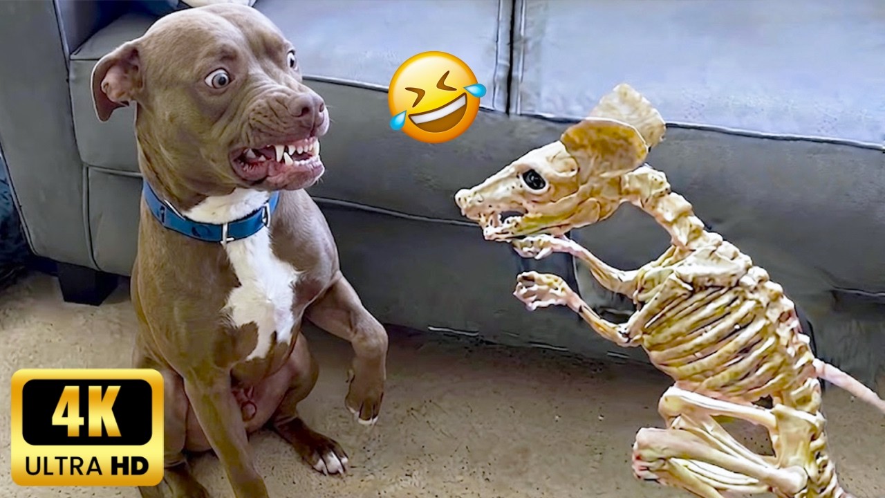 Hilarious Dog Videos to Make You Laugh 🤣 Funny Animal Videos 2026 #13