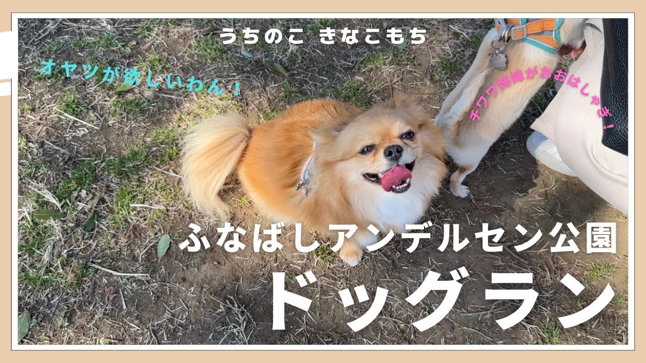 【ふなばしアンデルセン公園ドッグラン】2匹のチワワとお出かけ！最高の天気の中ドッグランへ！！