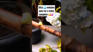 👉 FAÇA MUDAS DE #HORTÊNSIA FÁCIL SEM GASTAR NADA!! 😘🌺🌱! #flores #viral #feedinscritos #feedreels