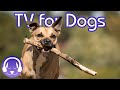 Walk My Dog TV! Desensitising City Walk for Dogs!